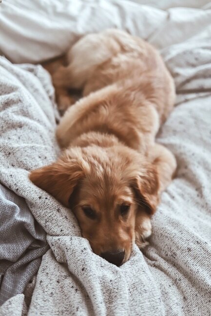 dog bed golden retriever puppy dog eyes