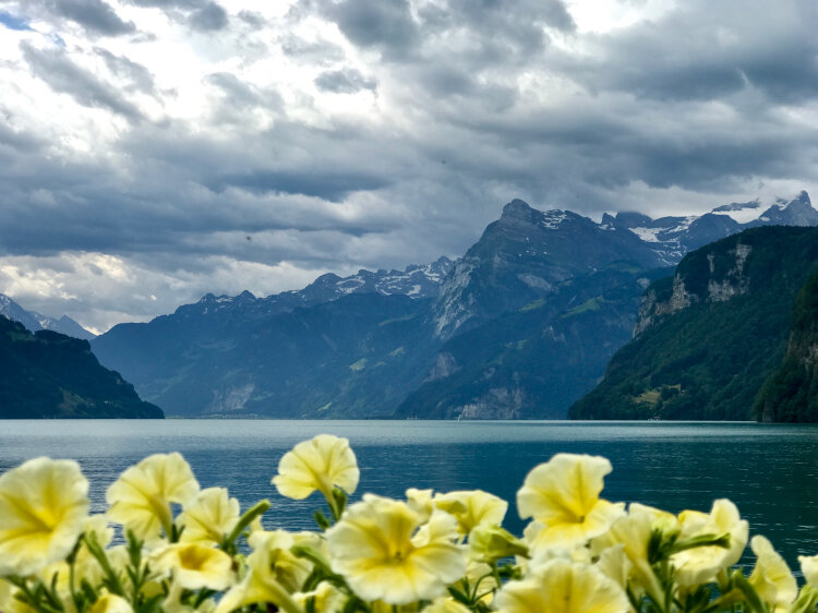 spring+switzerland+schwyz+yellow+flowers+alp+mountains+lake+blue