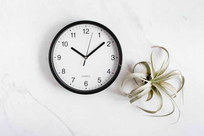 clock spider fern plant time spent on marketing 